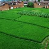 Shaxi Sha Ping Village Golden Fields Homestay Guesthouse — фото 2