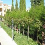 Aphrodite Gardens — фото 3