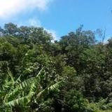 Birdwatchers Rainforest Cottage — фото 3