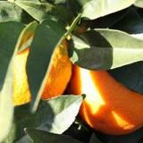 Casita Naranja — фото 3