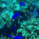 Coral Lagoon Fiji Resort — фото 1