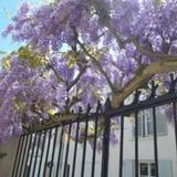 Wisteria — фото 2