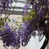 Wisteria — фото 3