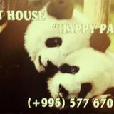 Happy Pandas — фото 1