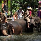 Mara River Safari Lodge Bali — фото 1
