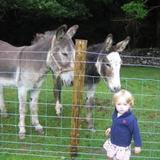 Muckross Riding Stables — фото 1