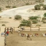 Negev Camel Ranch — фото 3