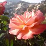 Shimla View Home — фото 2