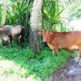 Alleppey Farm Cottage — фото 2