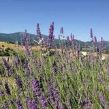 Agriturismo Il Fienile di Ca Battista — фото 1