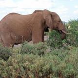 Elephant Bedroom Camp - Samburu — фото 1