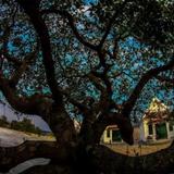 Magic Tree Bungalows — фото 3