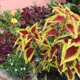 Green Sea Guest House — фото 1