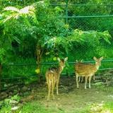 Deer Garden Guest — фото 3