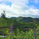 Winter Dream Holiday Bungalow Nuwara Eliya — фото 2