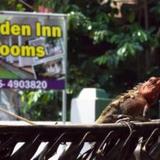 Garden Inn — фото 2