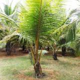 Coconut Bungalow — фото 1