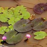 Sinethma Lake Resort — фото 3