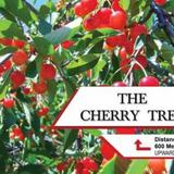 The Cherry Tree — фото 2