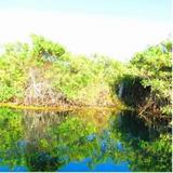 Maya Cabanas y Cenote Tulum — фото 2
