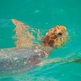 Amazing Tulum Swim Explore Cycle — фото 3