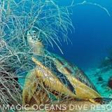 Magic Oceans Dive Resort — фото 3