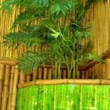 Bamboo Guest House — фото 3