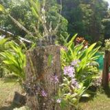 Faye Orchid Garden Resort Kwaimaipar Orchid Garden Resort Spa & Wellness — фото 3