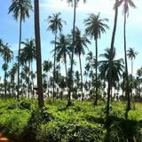 Koh Mak Ao Kao White Sand Beach — фото 3