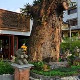 Гостиница Big Tree Boutique — фото 3