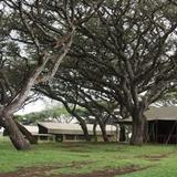 Гостиница Lemala Ngorongoro Camp — фото 2